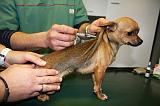 CHIHUAHUA - PIQURE 018